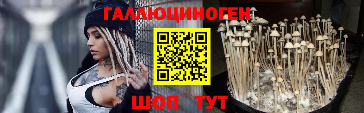Нерюнгри  Псилоцибиновые грибы MAGIC MUSHROOMS  Вход с VPN 